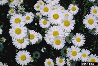 White flowers with narrow, long petals and yellow centers.