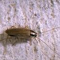 German cockroach adult. German cockroach adult. Photo by Jack Kelly Clark.