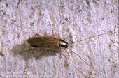 An oval-shaped brown insect on a white background.