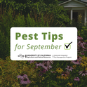 Pest tips for September.