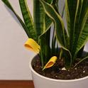 Yellow sticky traps in a potted houseplant can help monitor for fungus gnats. Photo by Krystle Hickman, UC IPM.