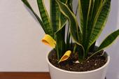 A flower pot with yellow sticky cards stuck in the soil.