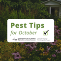 Pest prevention tips for October.