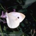 Cabbageworm butterfly. Photo by Jack Kelly Clark.