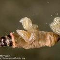 Goniozus legneri larvae emerge from a navel orangeworm caterpillar. Photo by Jack Kelly Clark.