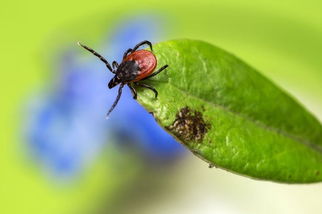 A pear-shaped tick with a brown and black body and 8 black legs sits on the tip of a green leaf.