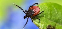 Western blacklegged tick, Ixodes pacificus. Photo from CDPH (Getty Images; used with permission) for Pests in the Urban Landscape Blog