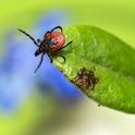 Western blacklegged tick, Ixodes pacificus. Photo from CDPH (Getty Images; used with permission)