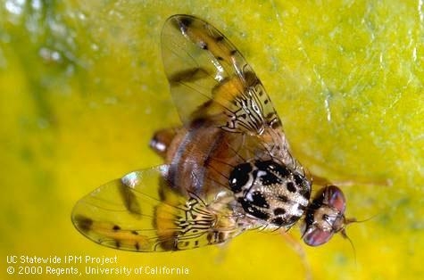 A brown and yellow fly on a yellow-green background.