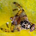 Mediterranean fruit fly adult. Photo by Jack Kelly Clark.