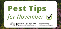 Pest prevention tips for November. for Pests in the Urban Landscape Blog