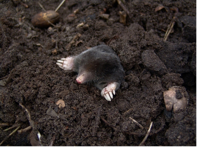 A grey animal with pale pink claws sticking out of a dirt hole in the ground