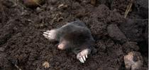 A mole burrowing in soil. Photo credit: Pexels for Pests in the Urban Landscape Blog