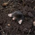 A mole burrowing in soil. Photo credit: Pexels