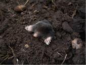 A grey animal with pale pink claws sticking out of a dirt hole in the ground