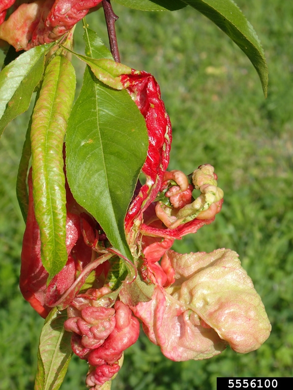 A cluster of leaves on a branch. Some are flat and green and others are bumpy and red.