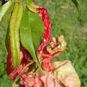 Distorted, reddened leaves caused by peach leaf curl. Whitney Cranshaw, Colorado State University, Bugwood.org