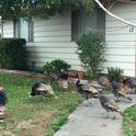 Flock of turkeys in front of a suburban house. Photo by Fernanda Guimaraes Rosa, UC IPM