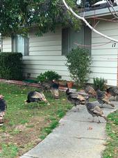 Brown female turkeys on the grass and sidewalk outside of a home.