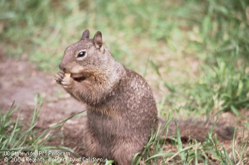 A light brown squirrel holding something to its mouth.