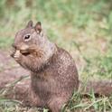 California ground squirrel. Photo by Jack Kelly Clark.