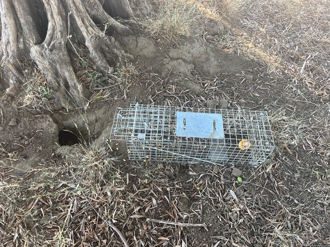 A wire cage trap next to a hole in in the ground.