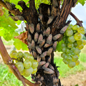 Figure 1. Spotted lanternflies on grapevines. Photo Credit: Heather Leach, Penn State University.