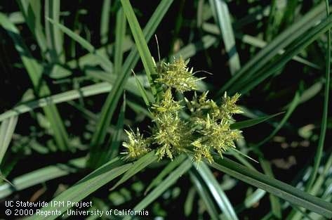 Flower of yellow nutsedge. [Credit: Jack Kelly Clark]