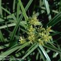 Flower of yellow nutsedge. [Credit: Jack Kelly Clark]