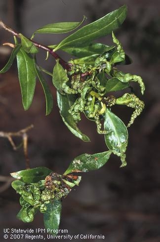 Galling of leaves and shoots caused by myoporum thrips. (D. Rosen, UC IPM)