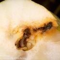 Figure 1. Codling moth larva and frass in pear.