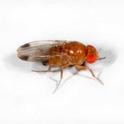 Figure 1. The adult male (shown here) of the spotted wing drosophila has a black spot on its forewings but the female doesn't.