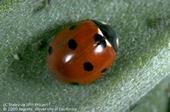 The sevenspotted lady beetle is a common aphid-feeding species.
