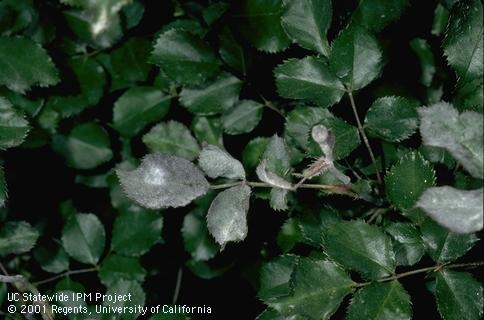 Powdery mildew in roses can be managed with foliar applications of the biofungicide Bacillus subtilis.