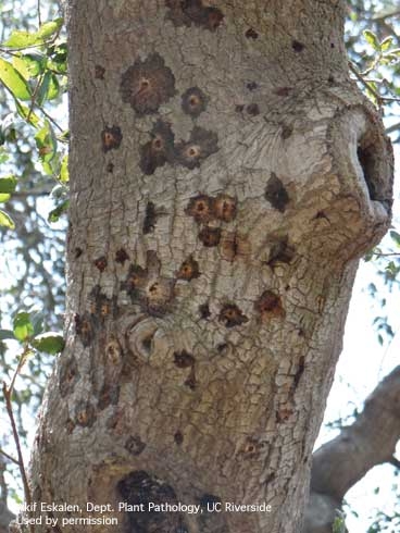 Lesions on a live oak caused by the polyphagous shot hole borer-Fusarium complex. Photo by A. Eskalen