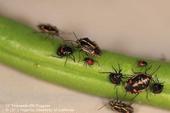 Bagrada bug nymphs and adults.  Photo by Surendra Dara.