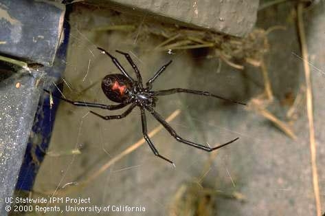 Figure 1. Mature adult female black widow spider showing hourglass. The brown widow adult female has a fainter hourglass as well. (J.K. Clark)