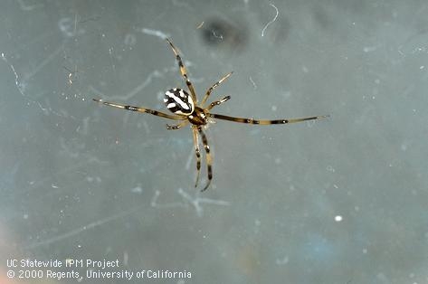 Figure 3. Immature female black widow spider. (J.K. Clark)