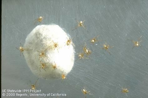 Figure 5. Egg sacs of black widow spiders are smooth. Small, newly hatched spiderlings surround this egg sac. (J. Clark)