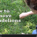 Dandelion removal video