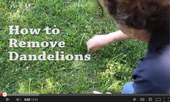 Dandelion removal video