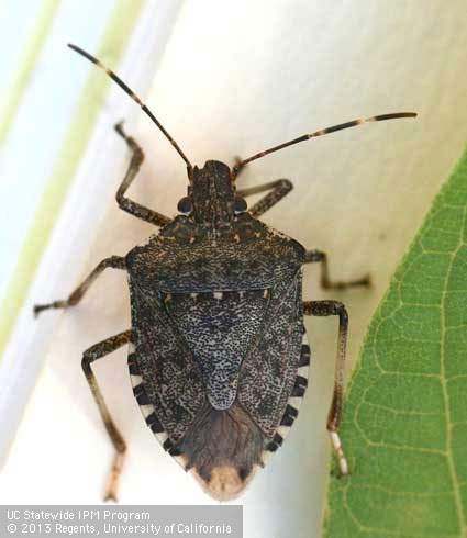 Brown marmorated stink bug. Photo by K. Windbiel-Rojas