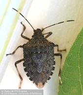 Brown marmorated stink bug. Photo by K. Windbiel-Rojas