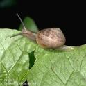 Fig. 1. Brown garden snail.