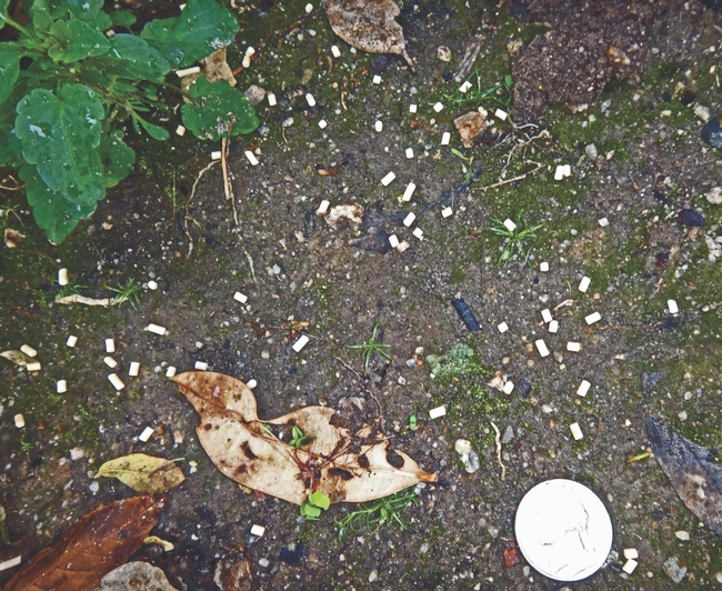 Fig. 3. Scatter, don't pile snail baits. (Photo by C. Wilen)