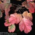 Fig. 2.  Poison-oak foliage turns red in fall before dropping.