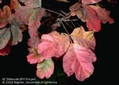 Fig. 2. Poison-oak foliage turns red in fall before dropping. Photo by J.K. Clark