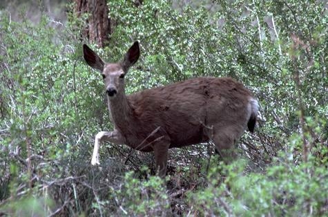 Figure 1. Mule deer [Photo by W. P. Gorenzel, UC]