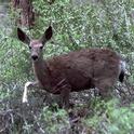 Figure 1. Mule deer