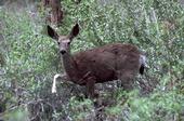 Figure 1. Mule deer [Photo by W. P. Gorenzel, UC]